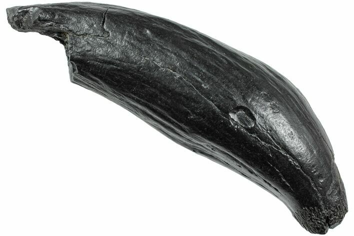 Fossil Sperm Whale (Scaldicetus) Tooth - South Carolina #231853